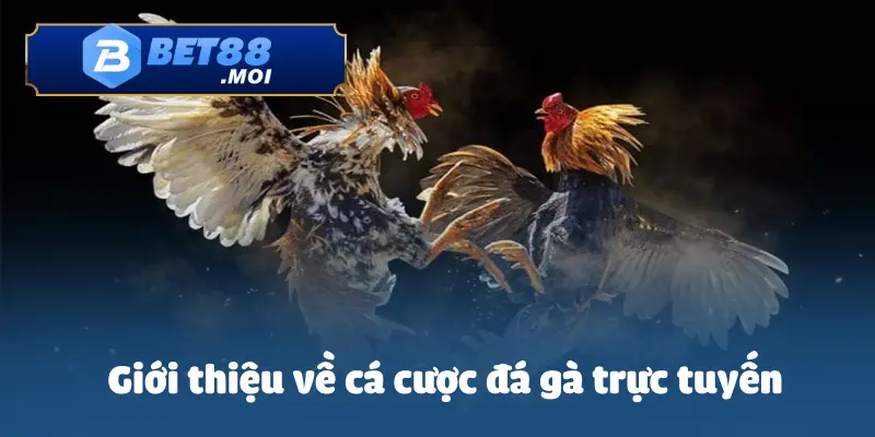 Cách Cá Cược Đá Gà Trực Tuyến – Luật Chơi & Cách Đặt Cược 2 Tìm hiểu về các cược đá gà trực tuyến