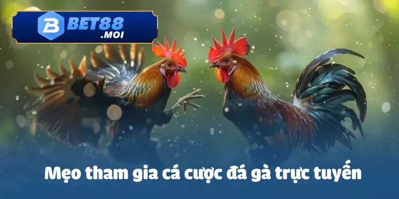 Cách Cá Cược Đá Gà Trực Tuyến – Luật Chơi & Cách Đặt Cược 4 Cách đá gà trực tuyến từ các người chơi có kinh nghiệm