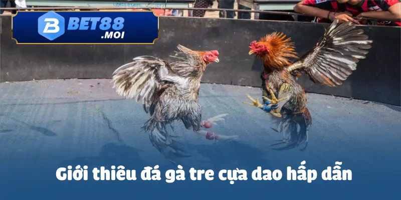 Hướng Dẫn Cá Cược Đá Gà Tre Cựa Dao Hấp Dẫn Tại BET88 2 Cùng BET88 tìm hiểu về trò chơi đá gà tre cựa dao hấp dẫn