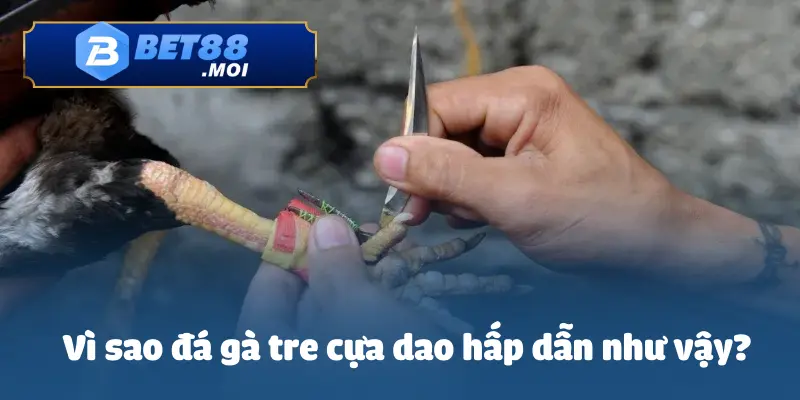 Hướng Dẫn Cá Cược Đá Gà Tre Cựa Dao Hấp Dẫn Tại BET88 3 Sự kịch tính đến từ từng cú đá giúp cho đá gà tre cựa dao hấp dẫn trong mắt những người chơi