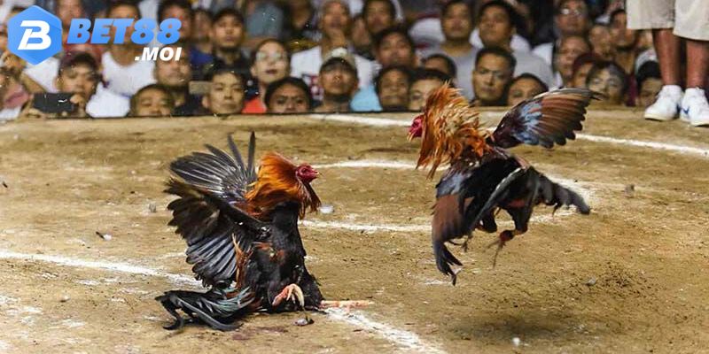 Ngồi nhà anh Thao91 thắng đậm 165tr qua đá gà online Bet88 3 Từ khó khăn đến chiến thắng 165 triệu